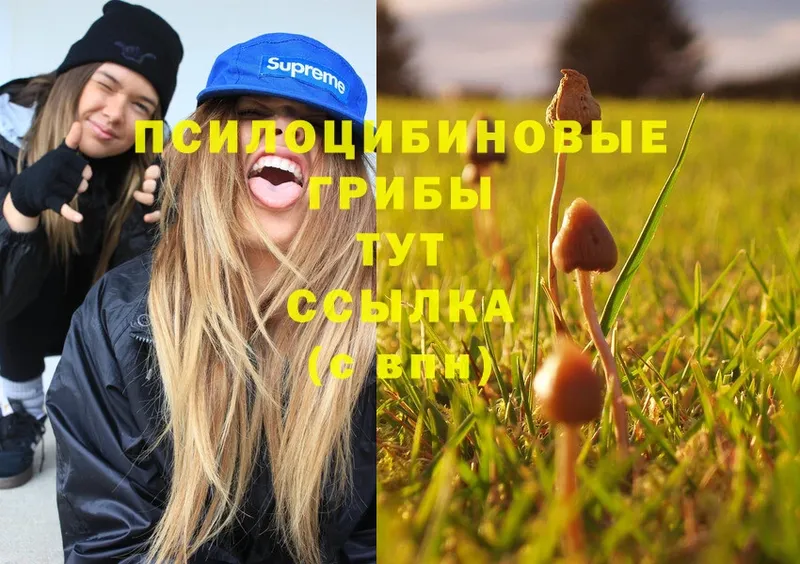 Псилоцибиновые грибы Cubensis  Александров 